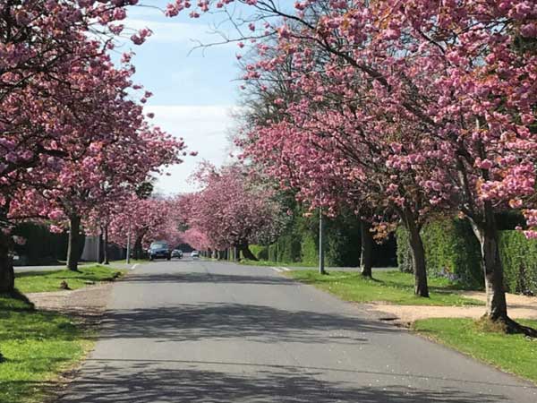 Cherry Blossom