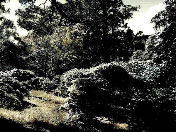 Glenarn Garden Rhu